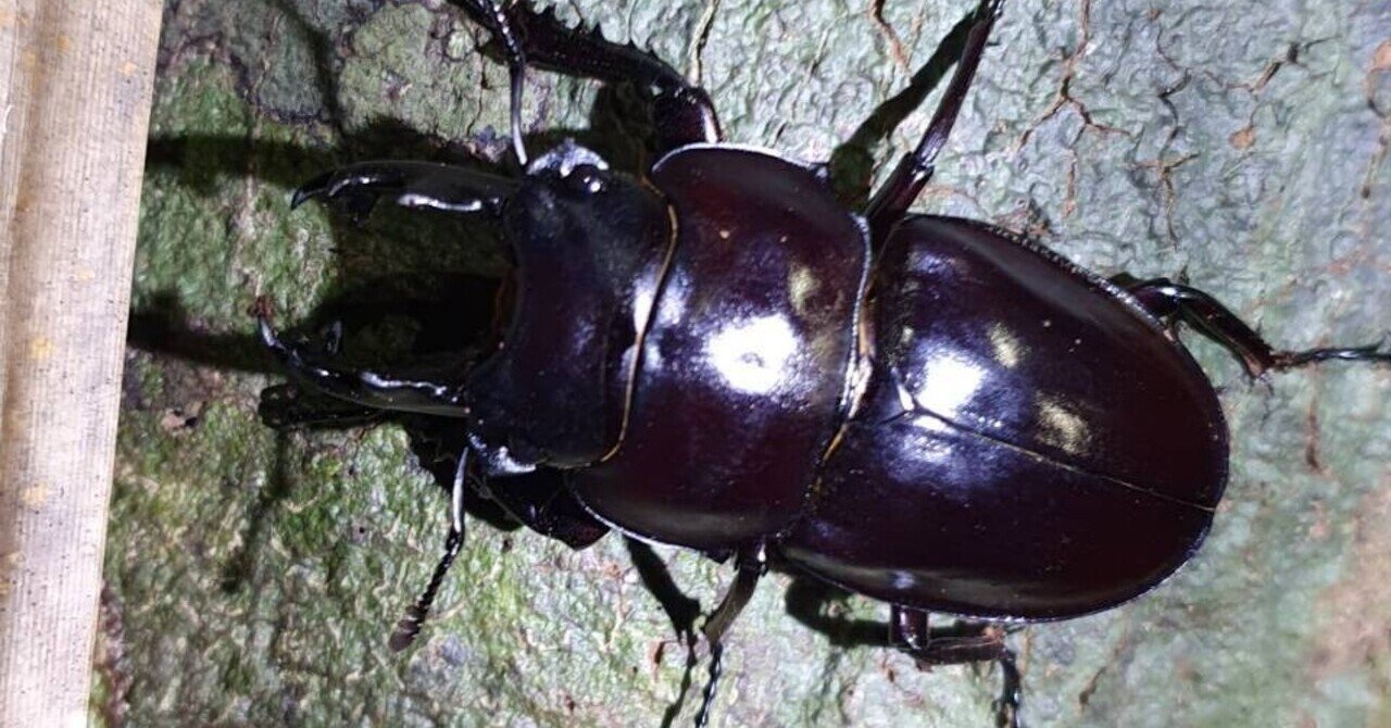 沖縄県 ヤエヤママルバネクワガタ採集記 西表島 part2｜キヨタミ