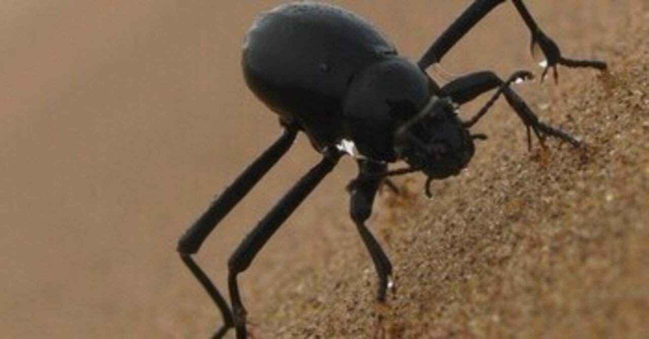 世界を救うかもしれない昆虫「キリアツメゴミムシダマシ」｜脱「コスパ