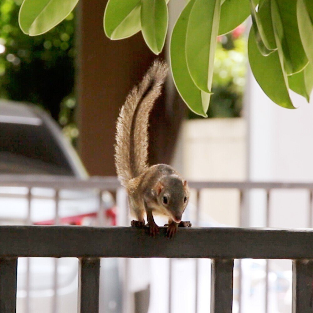 リス？ ネズミ？ 君の名は？｜はまきち@バンコク