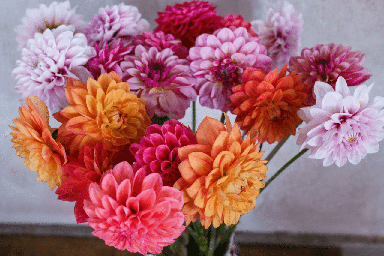 日本一NAMAHAGEダリア｜greenpiece