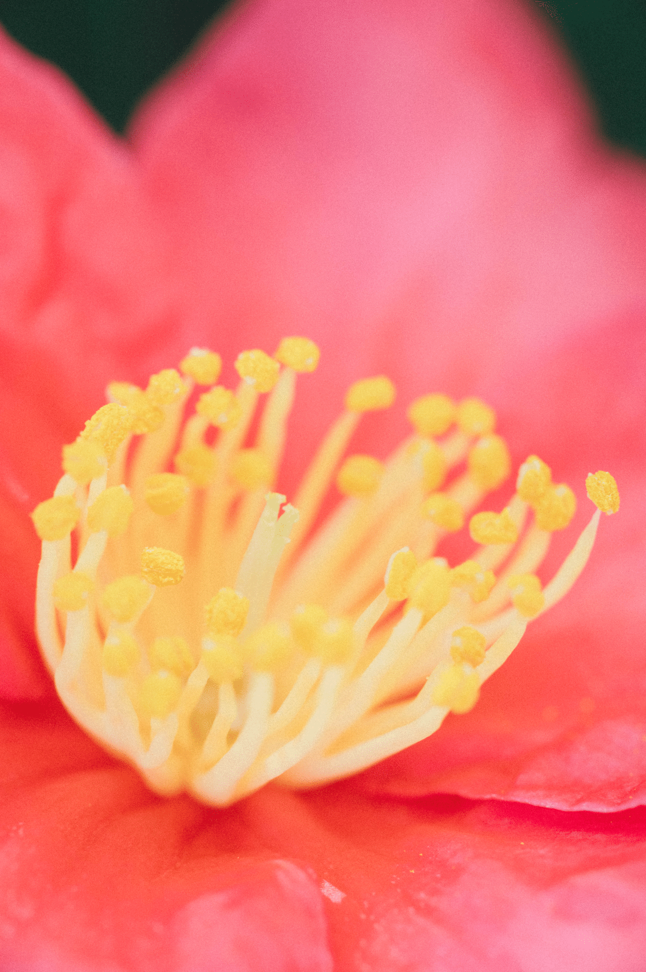 Nikon 105mm F2.8D micro｜SUBARU