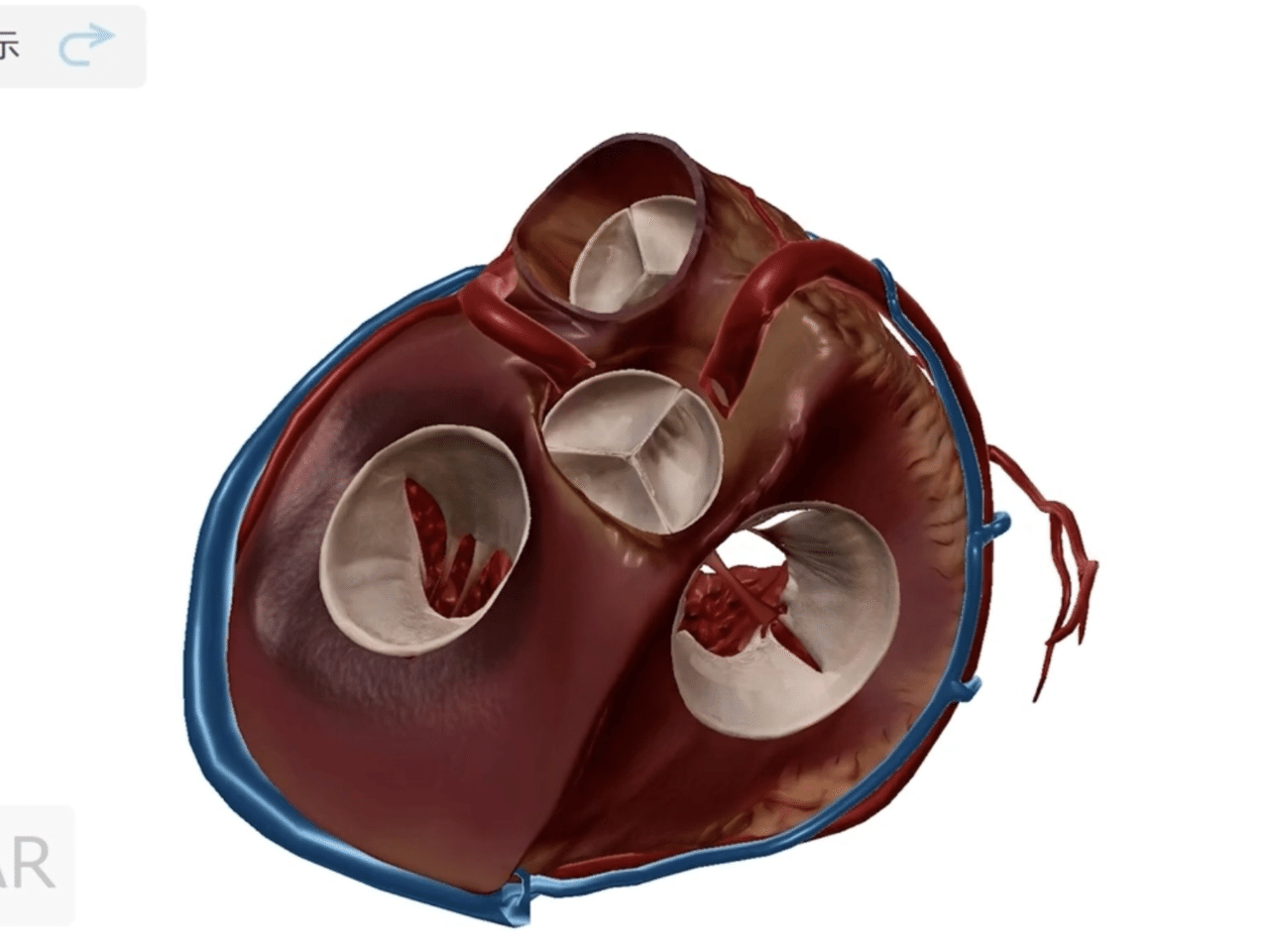 心臓の弁の枚数】僧帽弁だけ2枚なのはなぜ？｜室生 暁 | 解剖学者・医師
