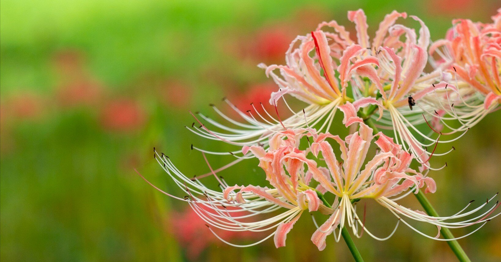 149829d7b48113846b460435497286