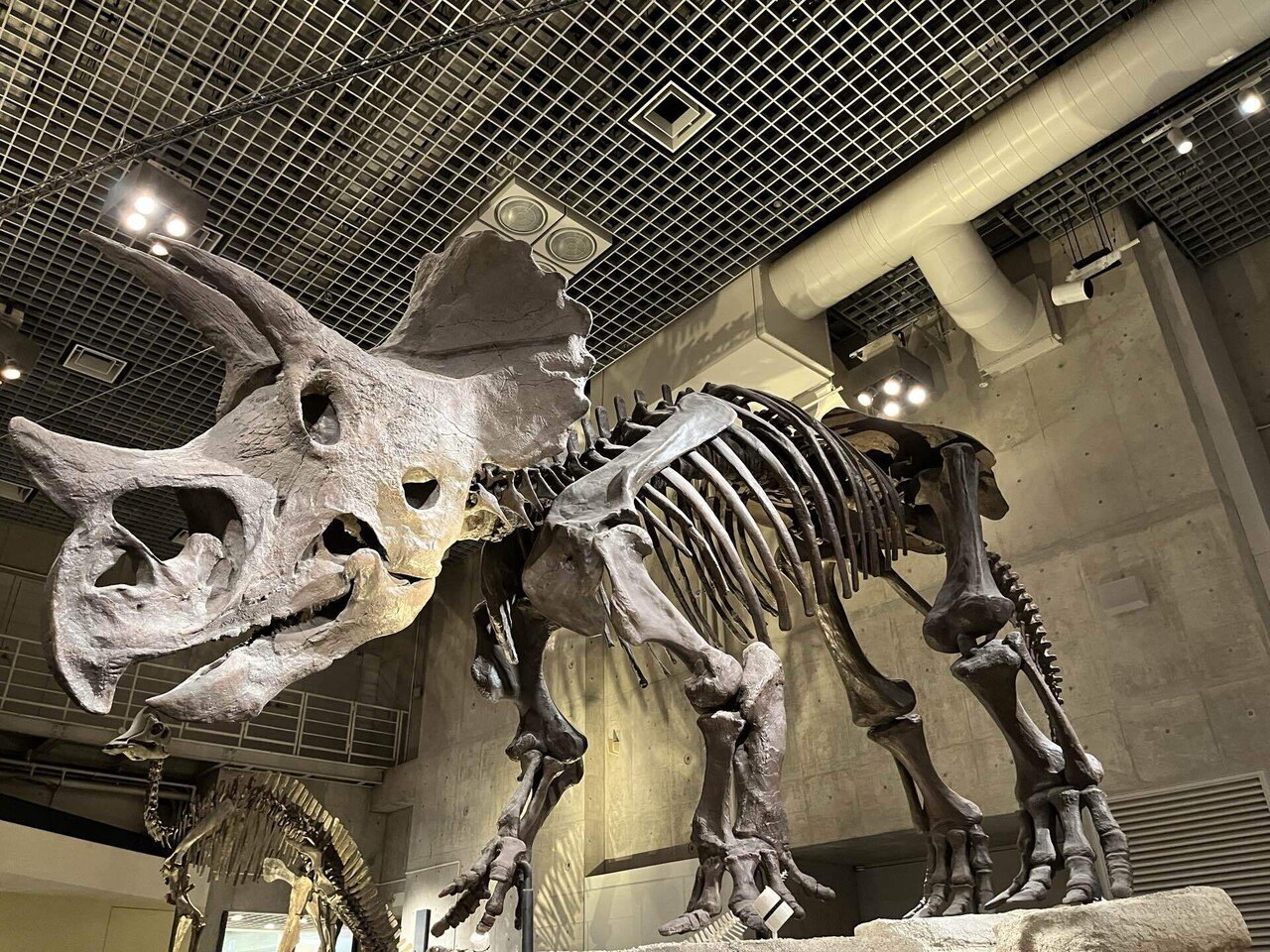 かはく探訪記 〜標本・剥製・化石編〜｜はるまき