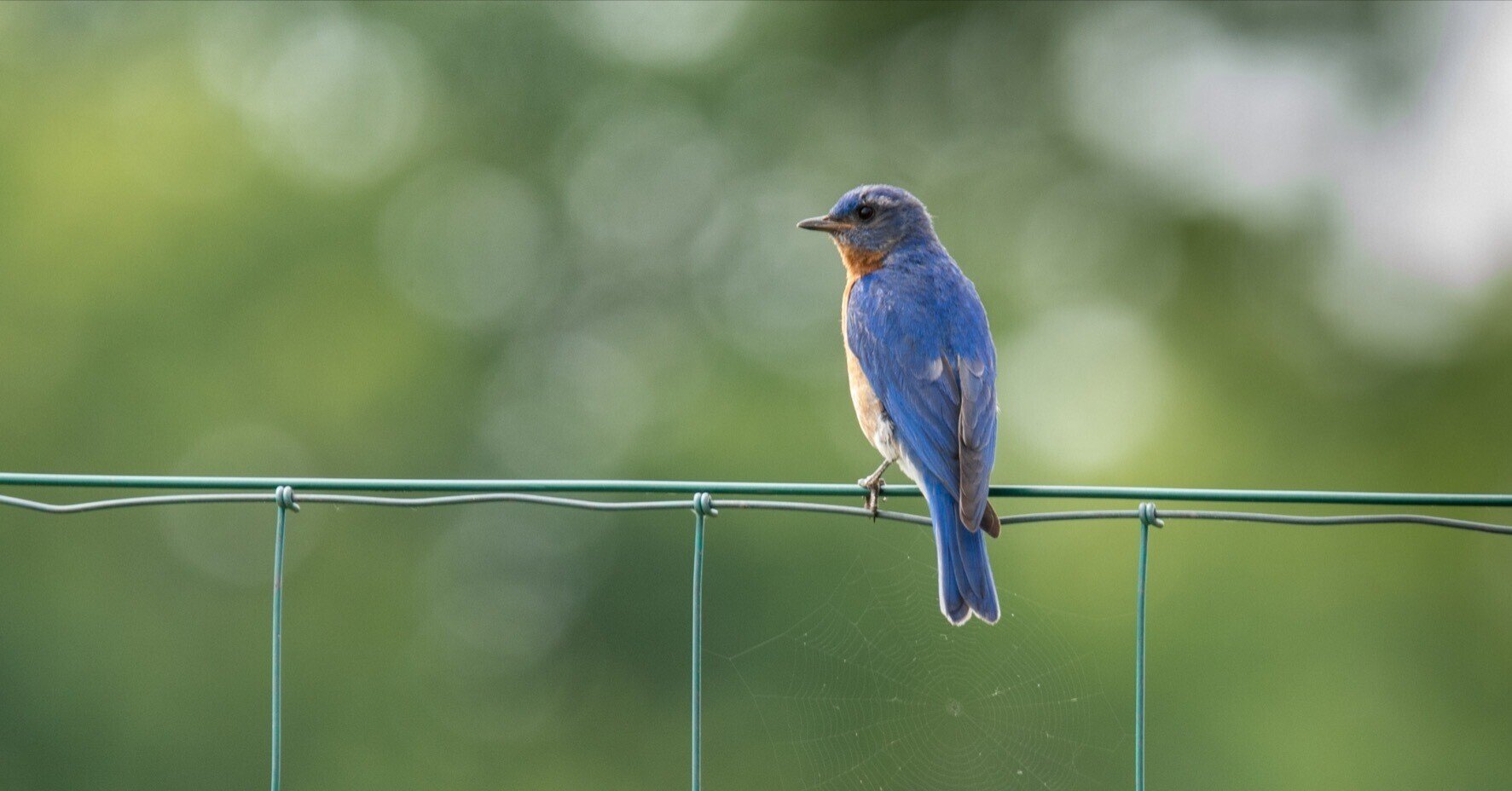 シカゴでバードウォッチング！】青い鳥｜ローリー