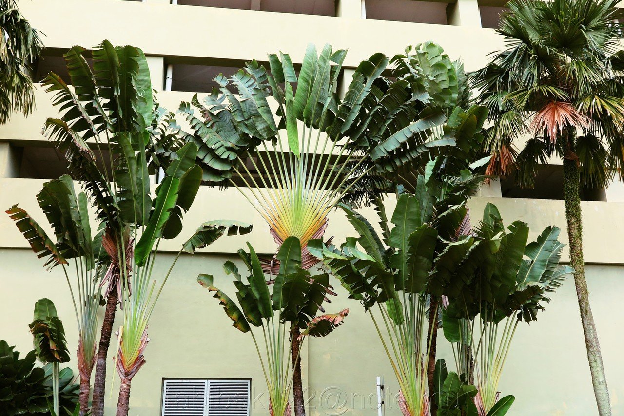 旅人の木特大茎長め A級品8節 旅人の木特大茎長め A級品8節