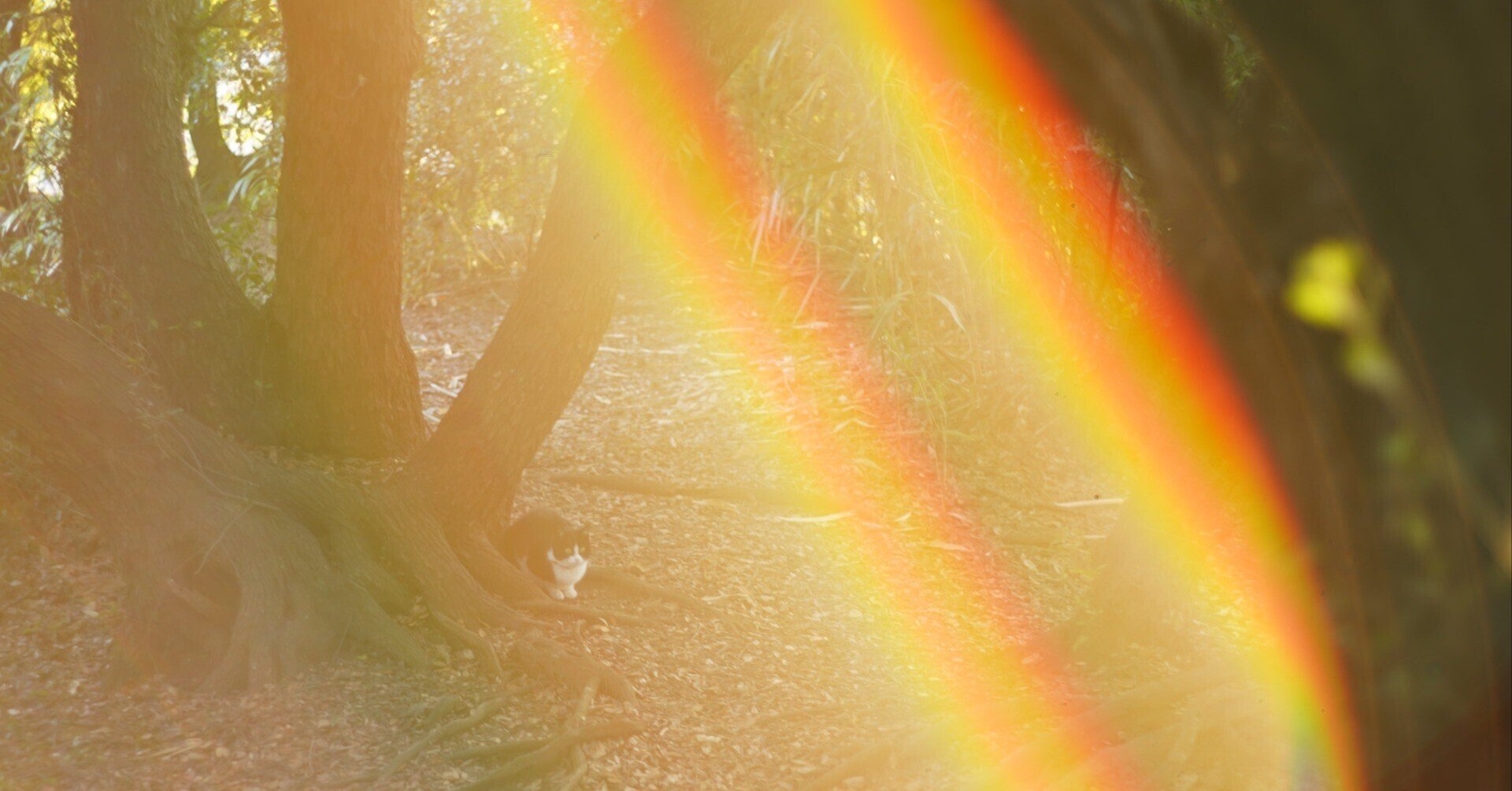 ペンタックス Super Takumar 55mm F1.8は、目に見えない光を写すレンズ