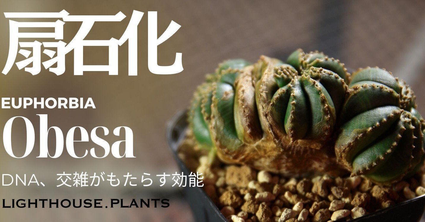 DNA、交雑がもたらす効能。扇綴化ならぬ「扇石化」ってどんな