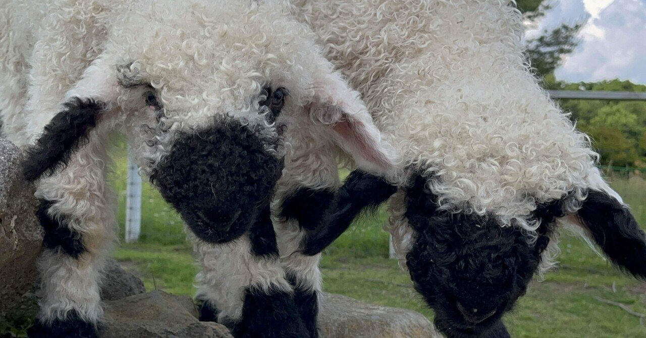 世界一カワイイ羊！ブラックノーズシープの赤ちゃん🐑｜那須どうぶつ