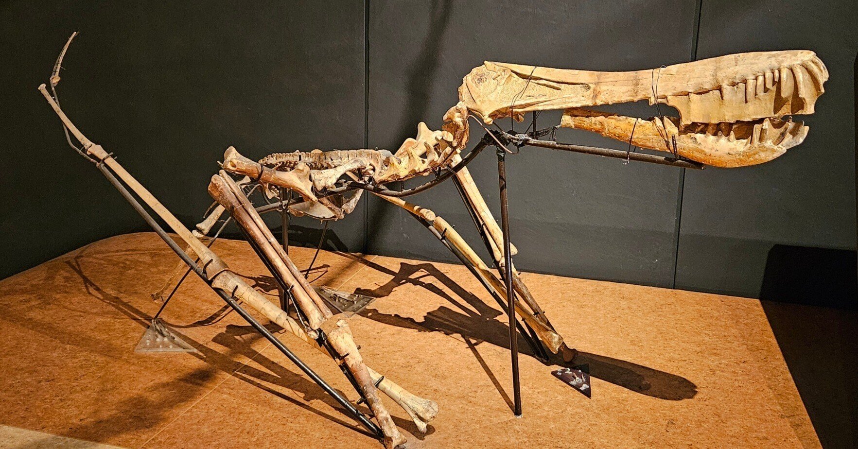 The Lost Universe 巨大翼竜③魚食性巨大翼竜｜美原さつき