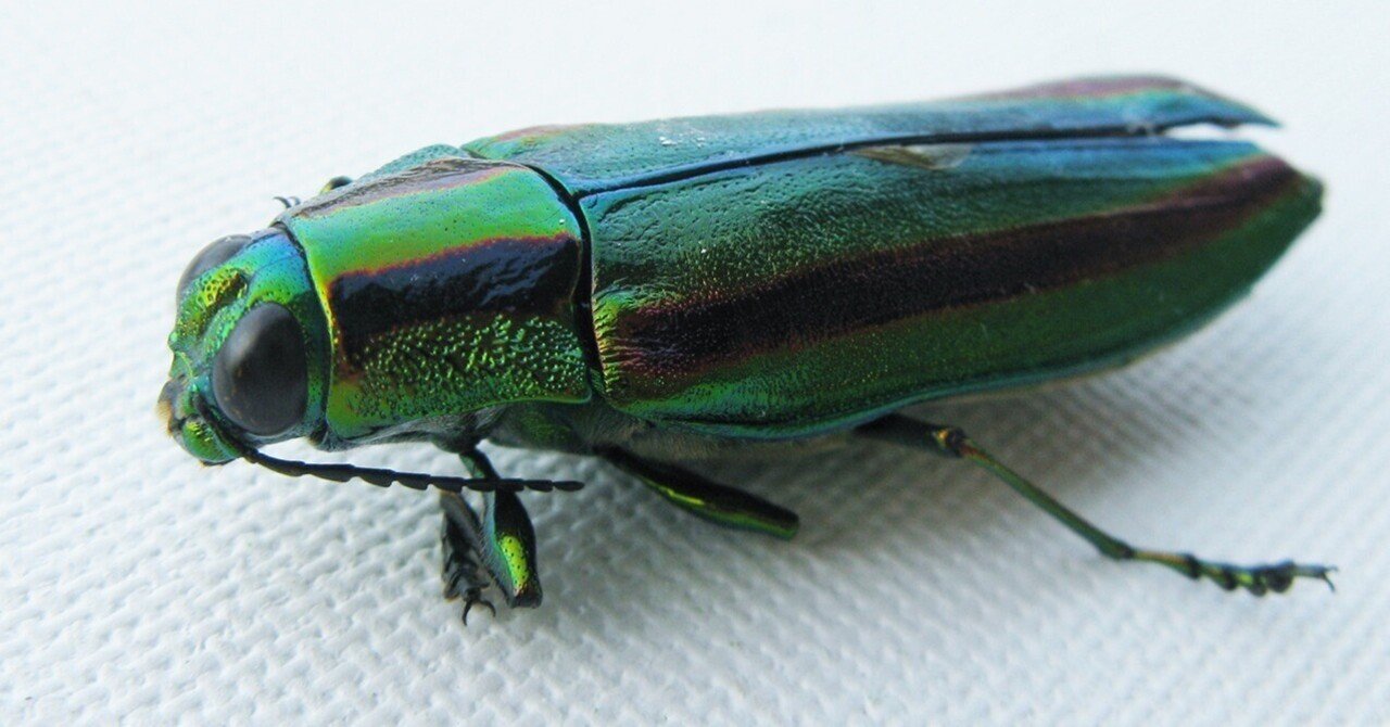 ヤマトタマムシ」を拾った。｜海丸ミチ