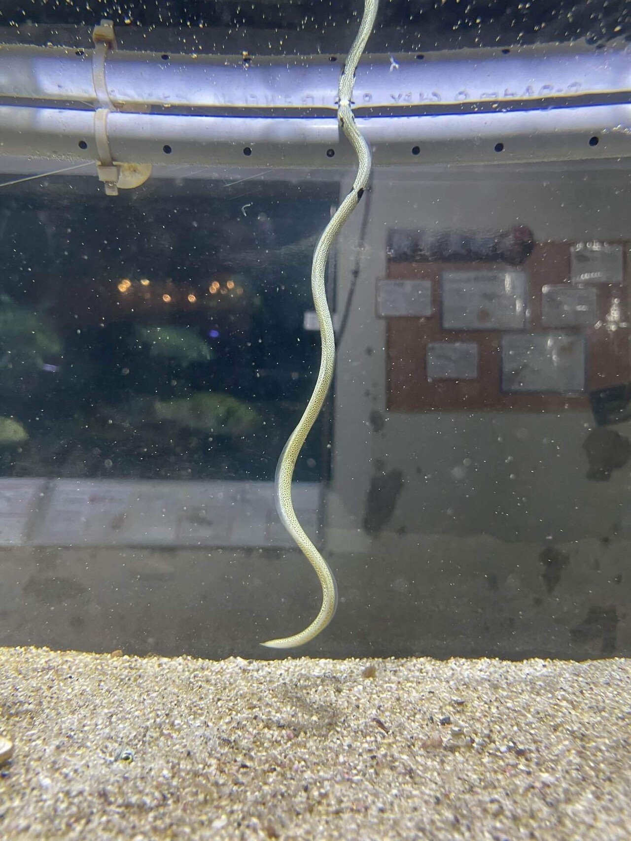 チンアナゴ《展示動物解説》｜桂浜水族館 公式