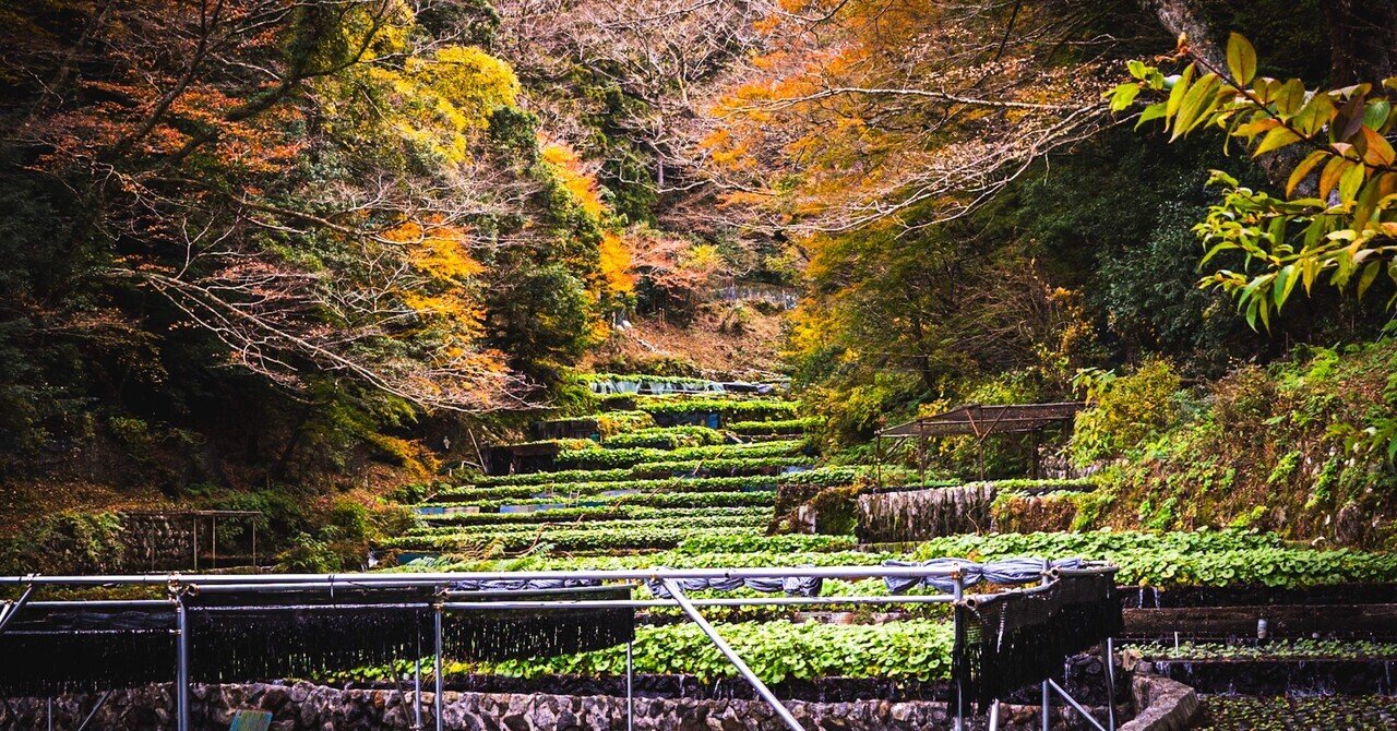 color#4】Nikon Z8 / NIKKOR Z 24-200mmで撮る河津のワサビ田｜MA-SAN