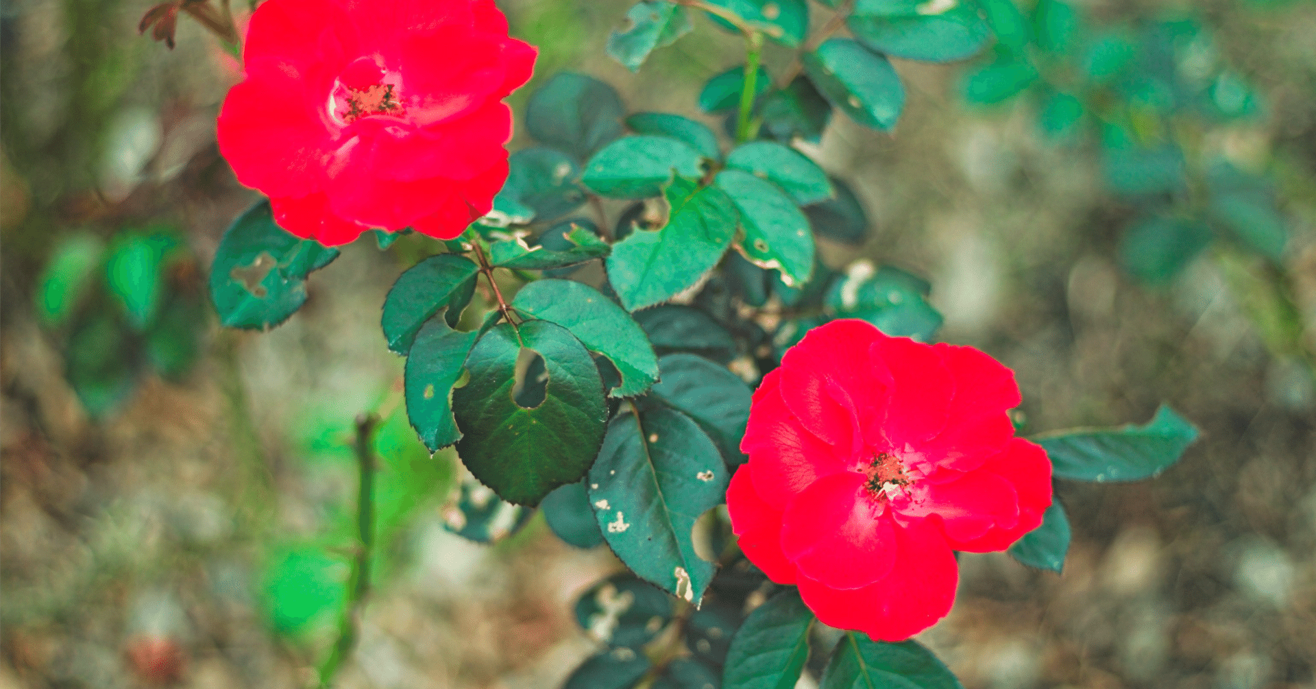 Nikon D3500レビュー！初心者におすすめの軽量＆手軽な一眼レフカメラ