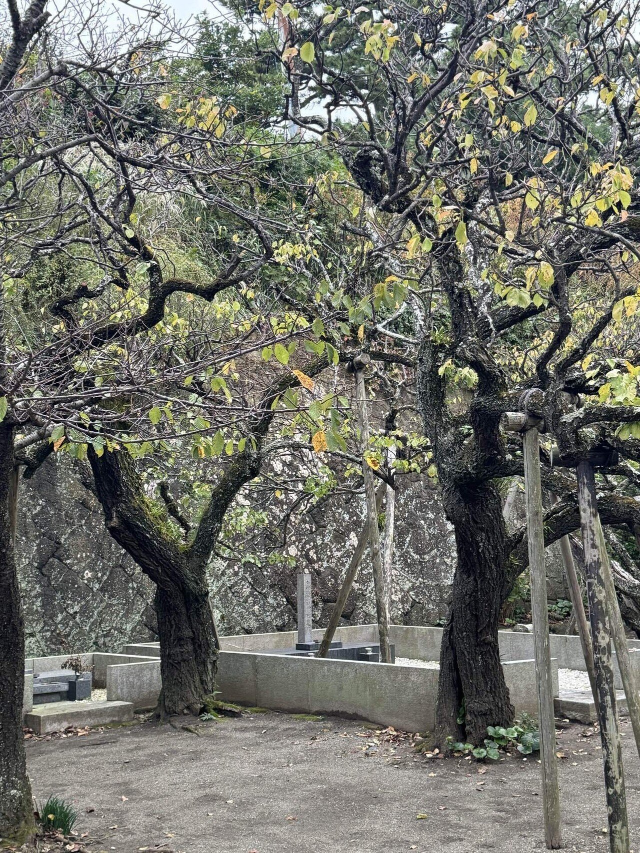 旧島崎藤村邸 大磯ツアー③｜世古壽實