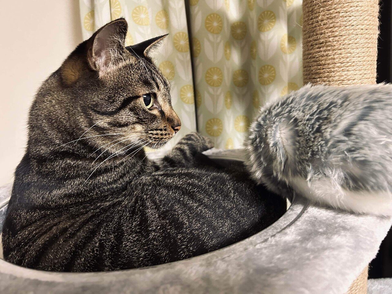 Moflinと暮らし始めました。｜あるせ しのぶ