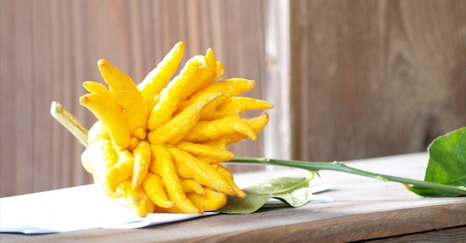 仏手柑（ぶっしゅかん）｜鈴木咲子/ Sakiko Suzuki