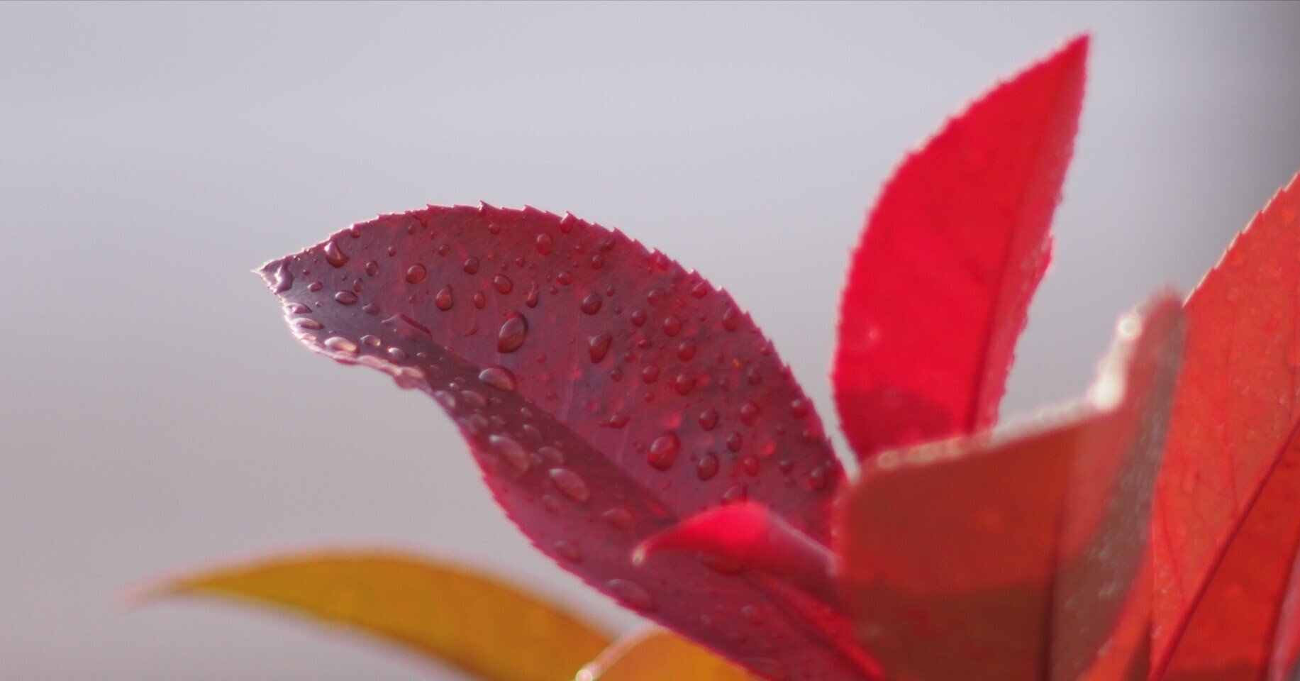 レンズ沼あれこれ：smc PENTAX-M 200mm F4｜ひっくすK