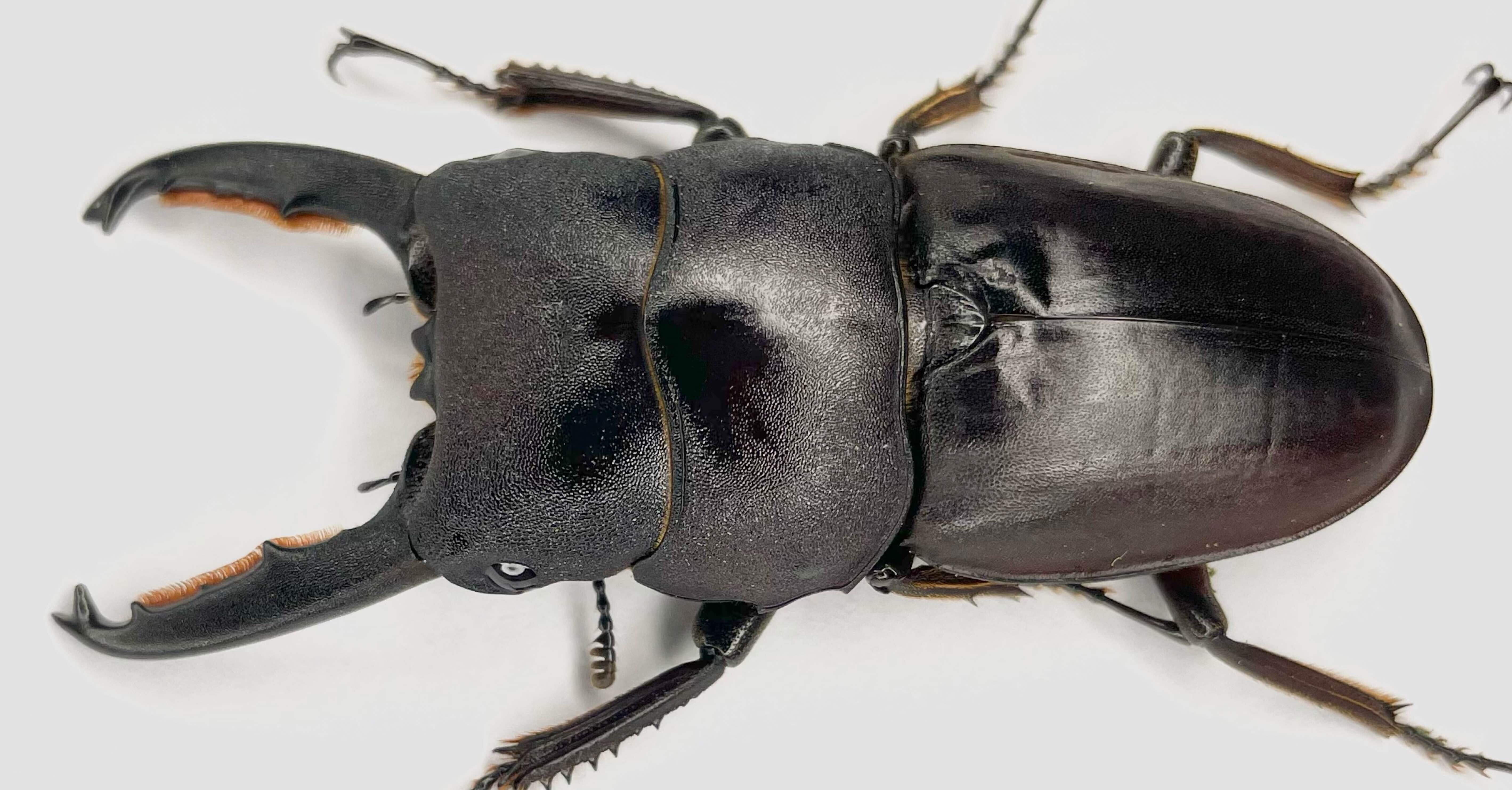 飼育記】タウルスヒラタ原名亜種｜Yezo_Dorcus