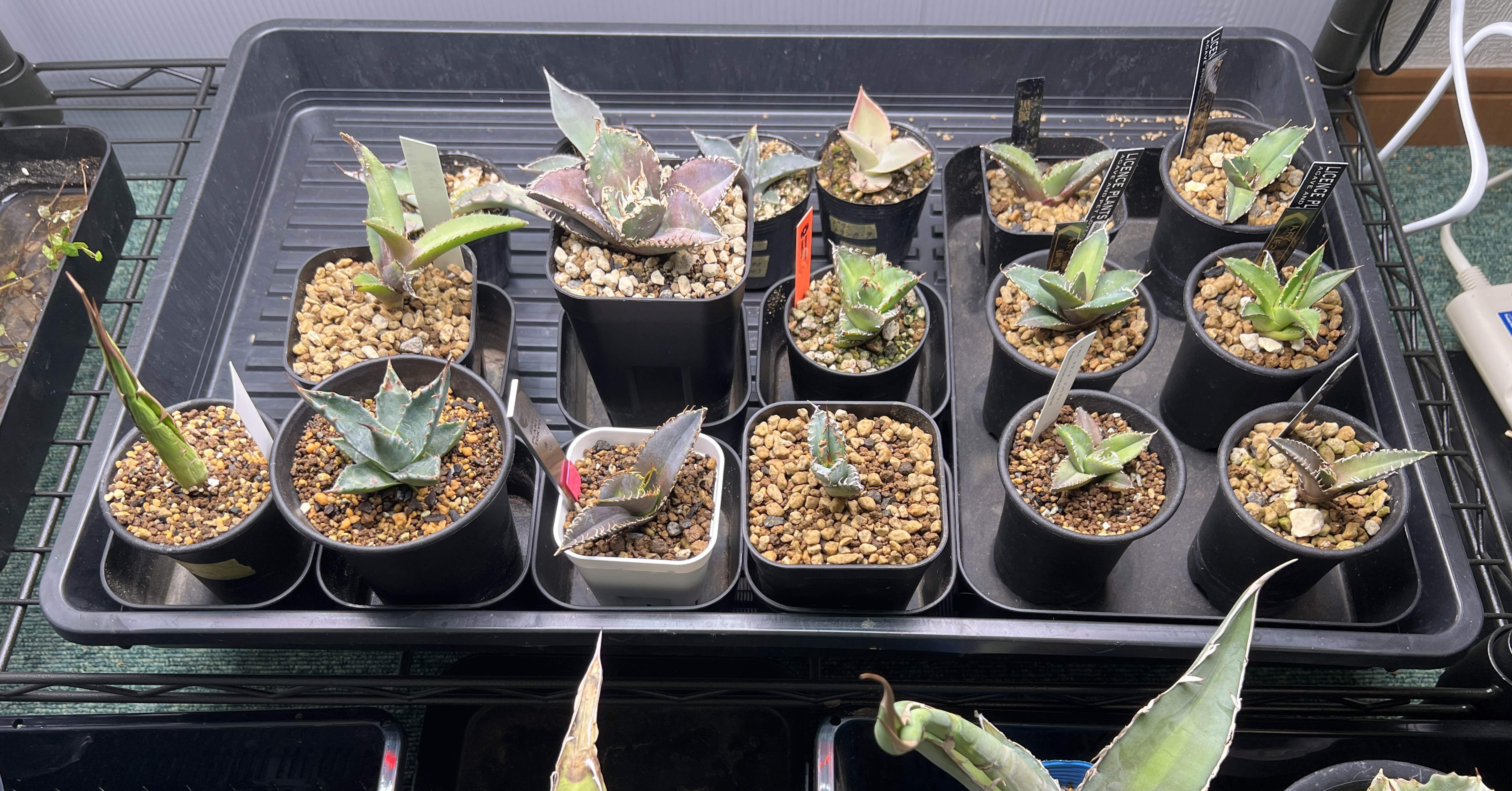 アガベ沼に落ちた話9「日本発ネームド株というロマンを抱いて実生株を