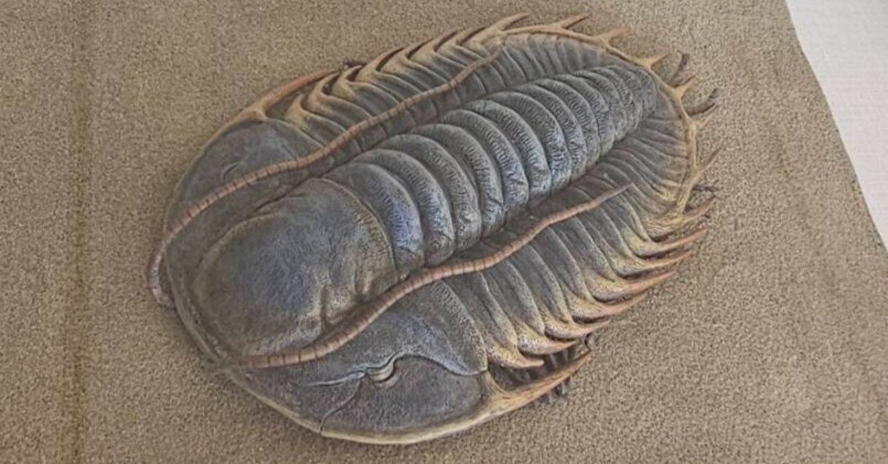 The Lost Universe 古代の巨大海洋節足動物③巨大三葉虫｜美原さつき