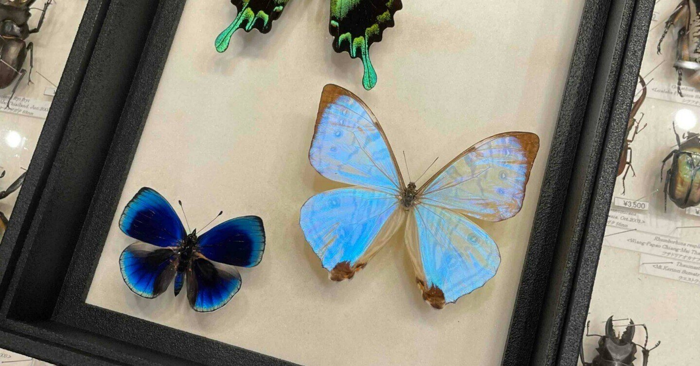 急に蝶に目覚めたオタク、神戸で生まれて初めて蝶の標本を購入する｜ロッタ