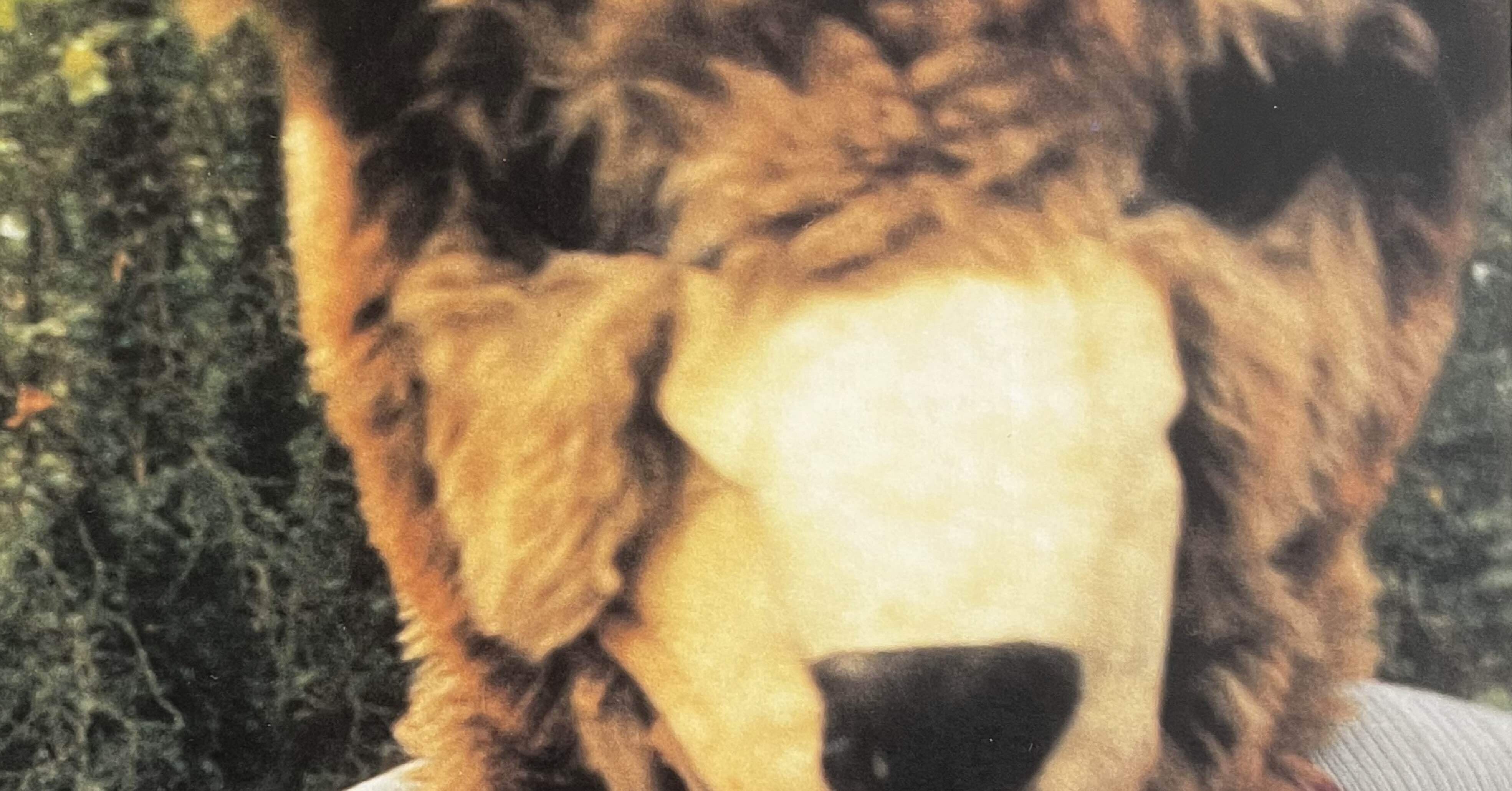 thee michelle gun elephant」の「cult grass stars」のレコードが