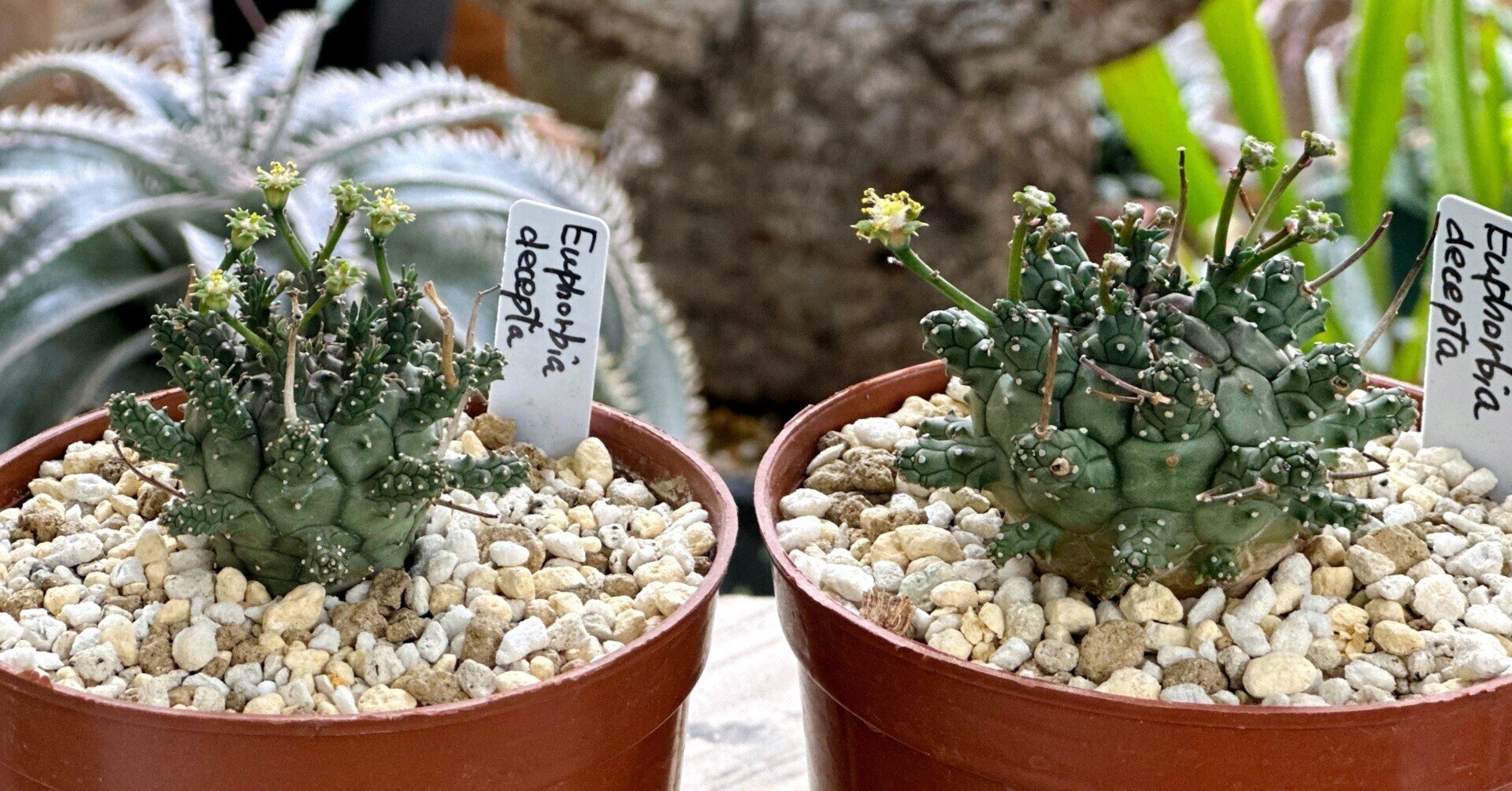 Euphorbia decepta の小苗が花を咲かせ始めていました ユーフォルビア