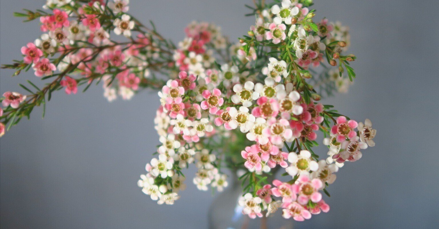 今日の花 ワックスフラワー｜花屋のラフ