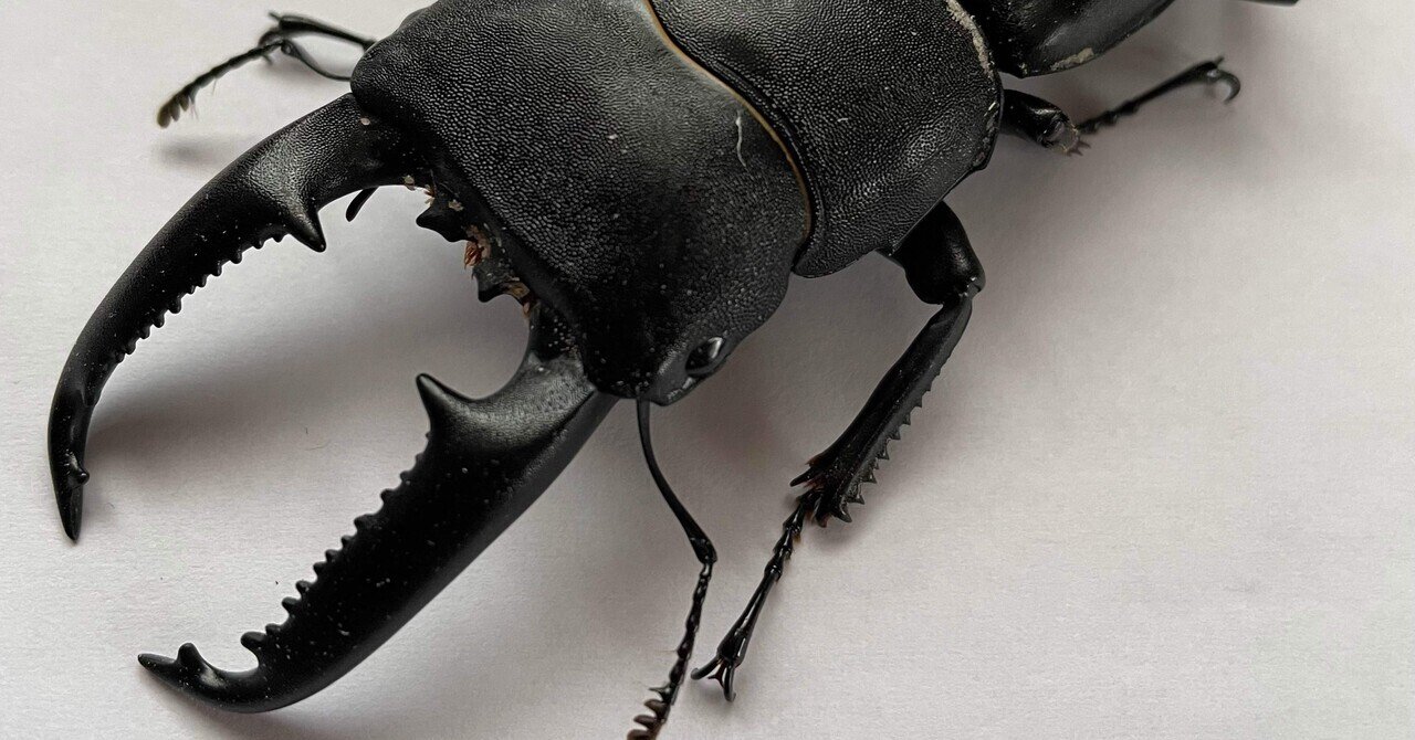 パラワンオオヒラタクワガタ 2003 SUMMER 夏 ARS9 m14338282553_1.jpg