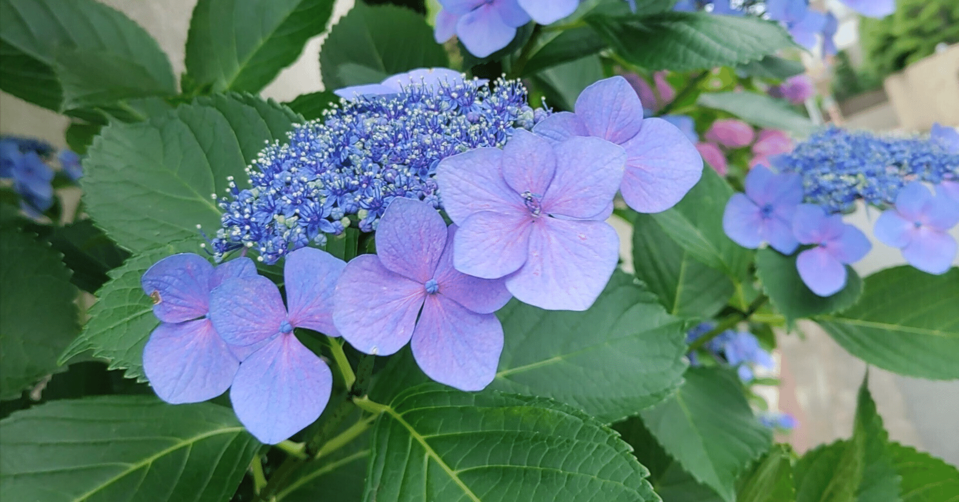 No．1621 紫陽花の名付け親？｜仁の音