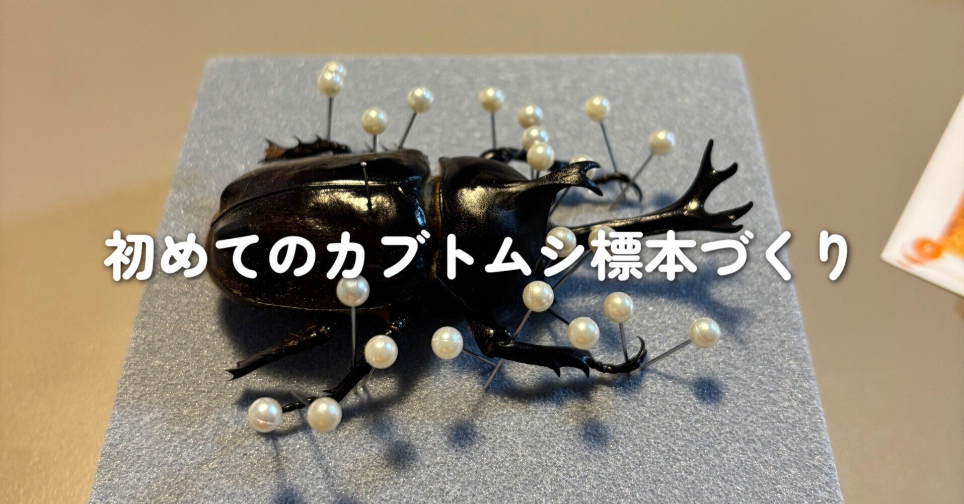 カブトムシ標本 挑戦します！！｜いちかくんママ