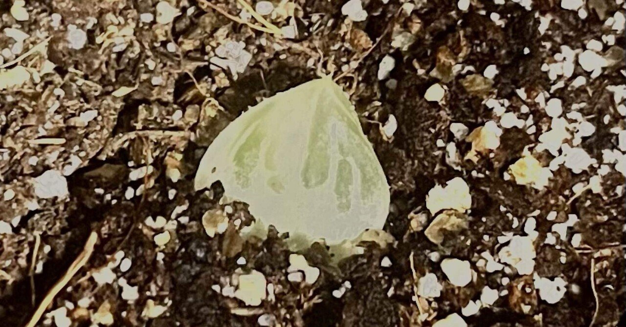 ハオルチア「白蛇伝」― 小さな葉からはじまる、私の発根チャレンジ