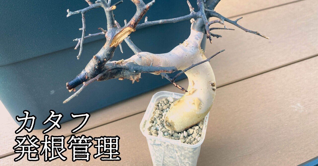 コミフォラ カタフ発根管理（水耕）｜Dg