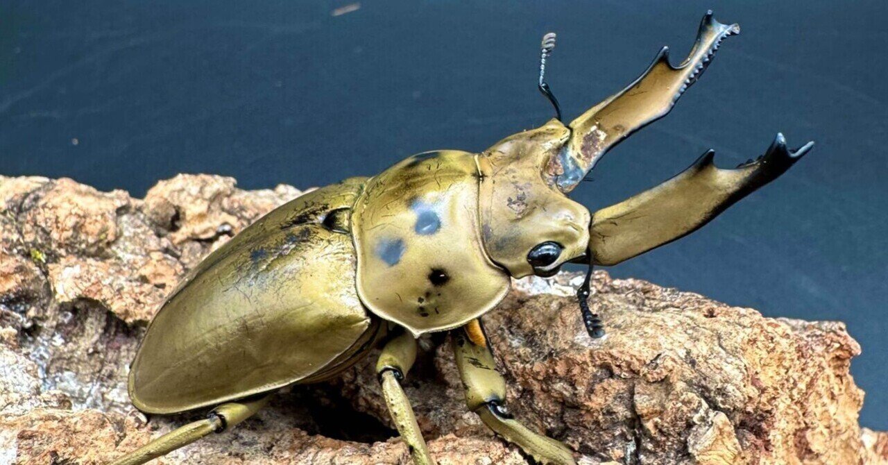 マレーシア昆虫採集記（2025年5月末）※◯◯にモセリオウゴンオニ