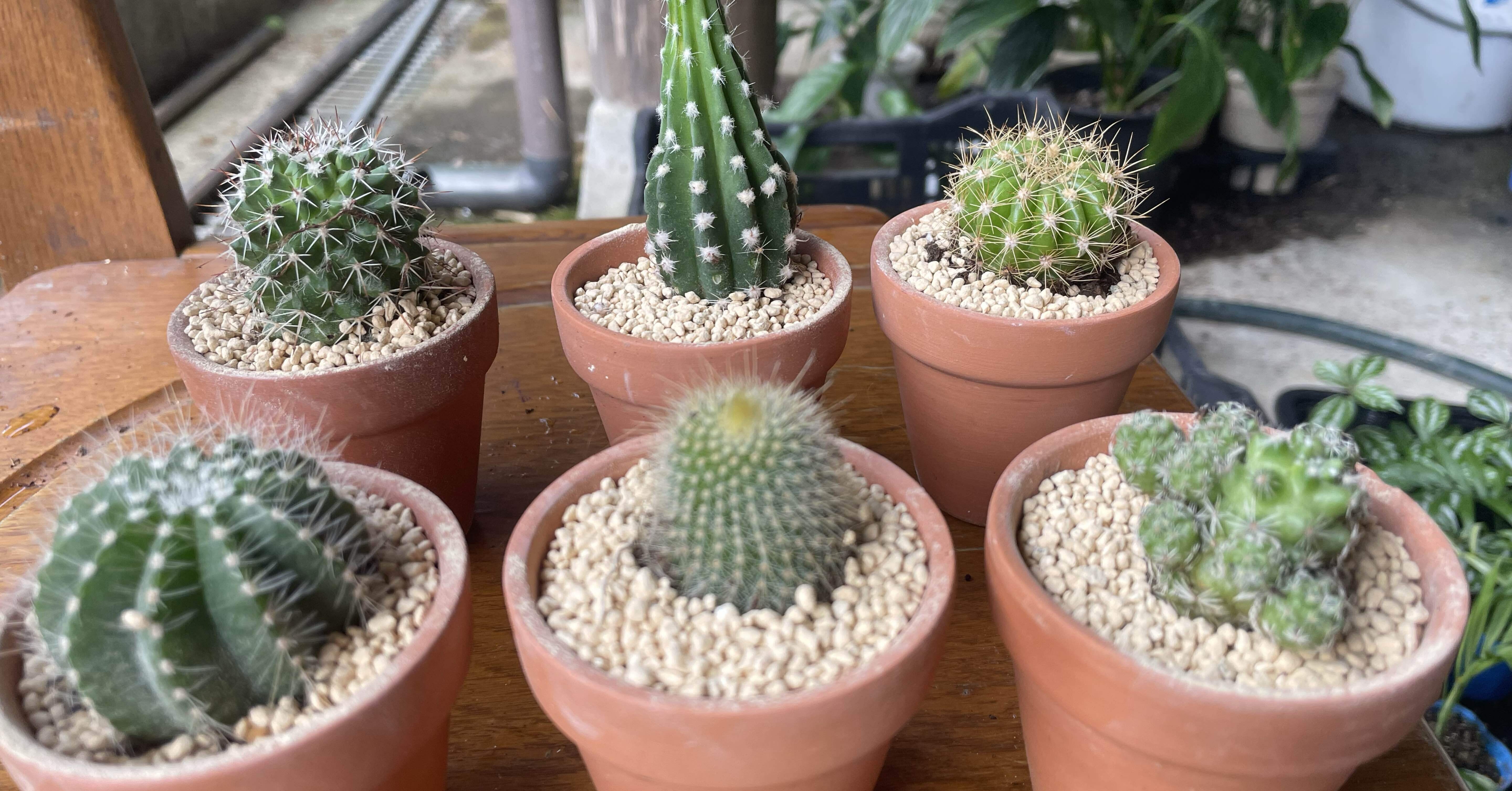 触るな危険】ダイソーサボテン🌵痛さNo.1決定戦！｜福岡 切り花農家