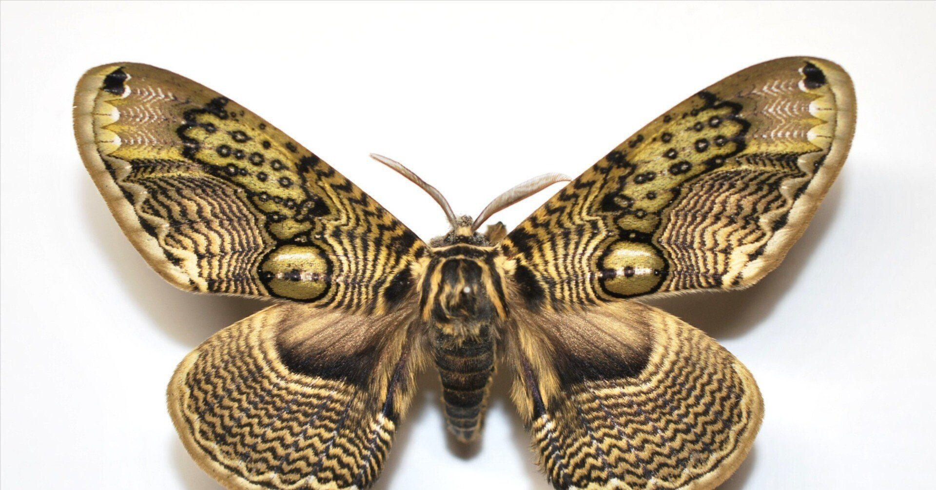 標本箱の中身～ヤママユ,スズメガたち｜h2so4