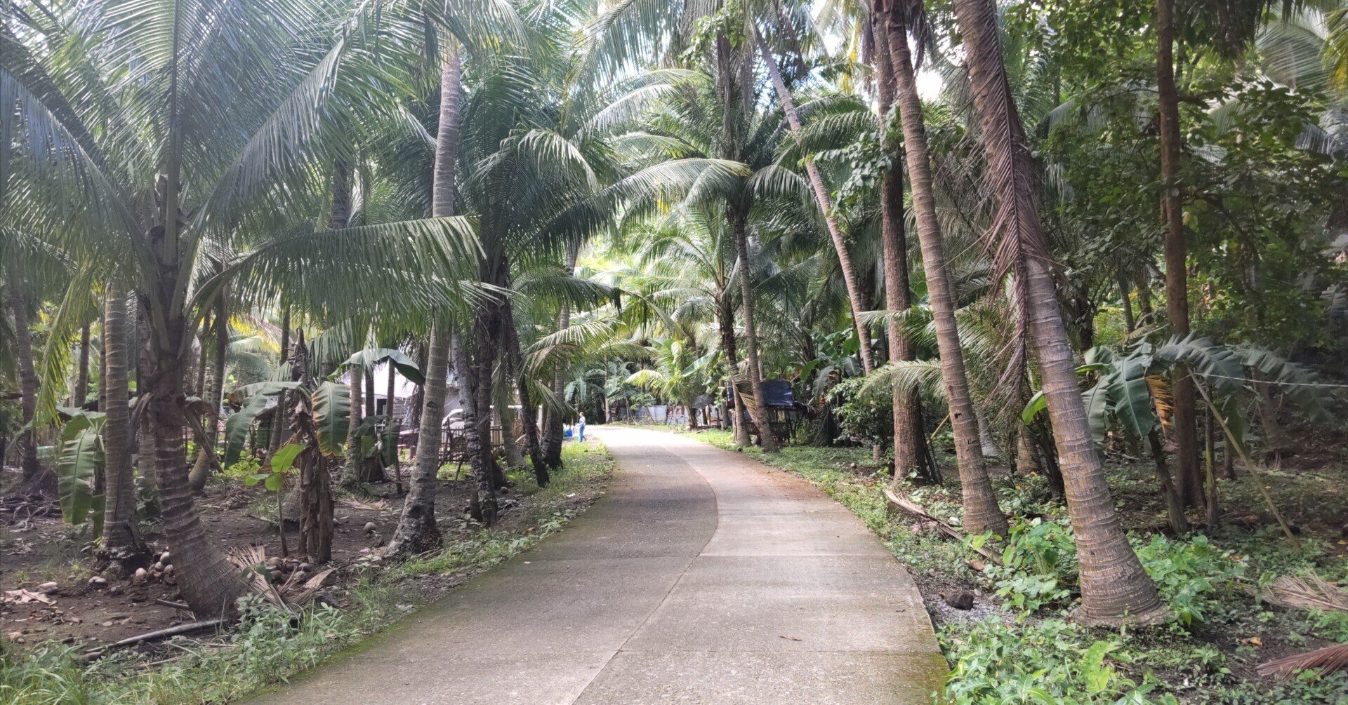 ヤシの木を語る1（日本本土原産のヤシの木たち）｜サイクロン