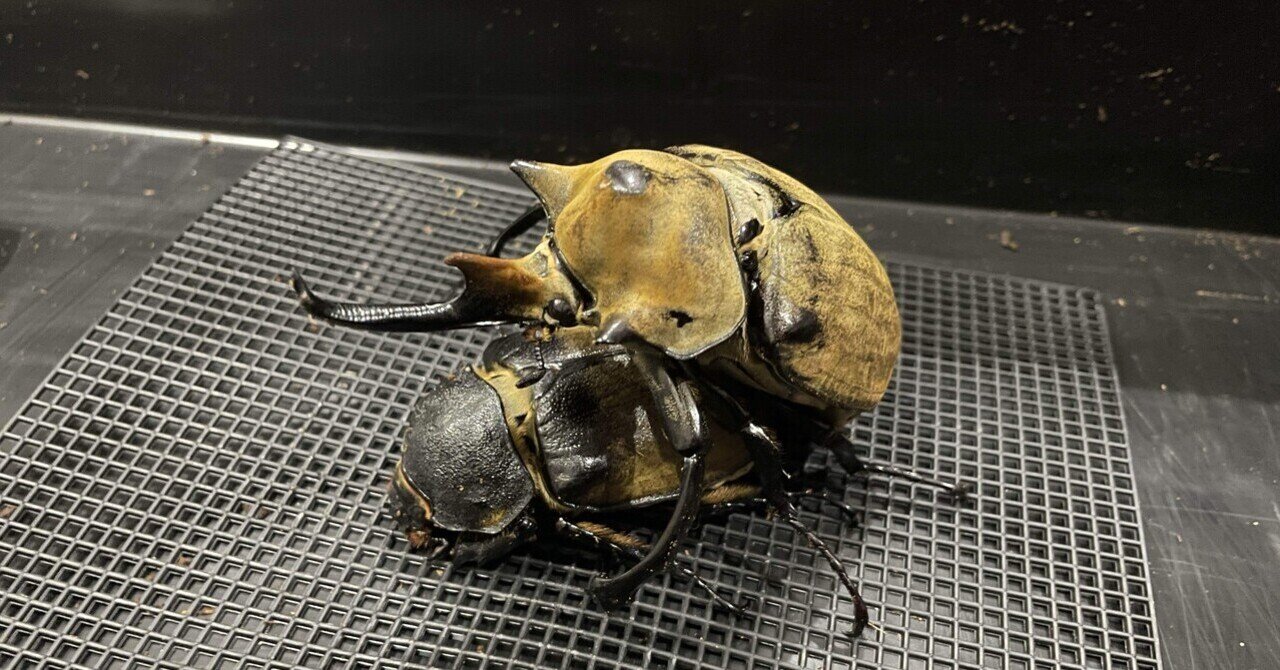 エレファスゾウカブトの飼育について｜かぶとまる