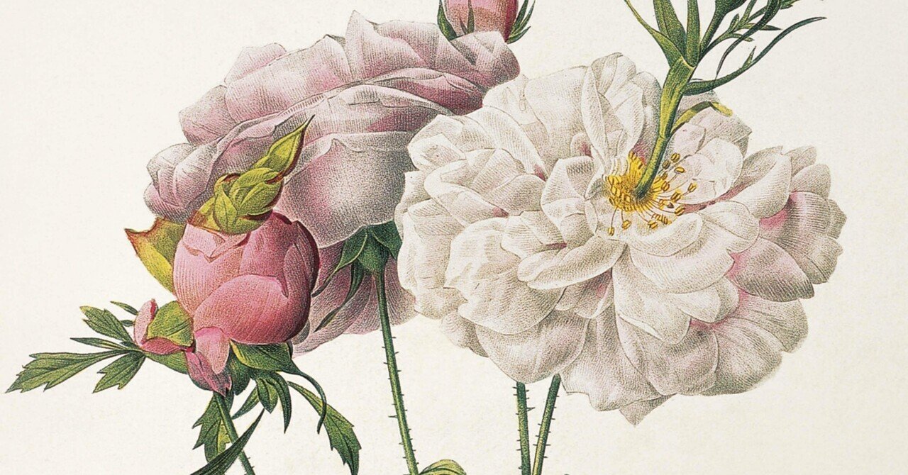 ルドゥーテ 宮廷画家が残した世界で最も美しい薔薇の花たち｜EGGSEED