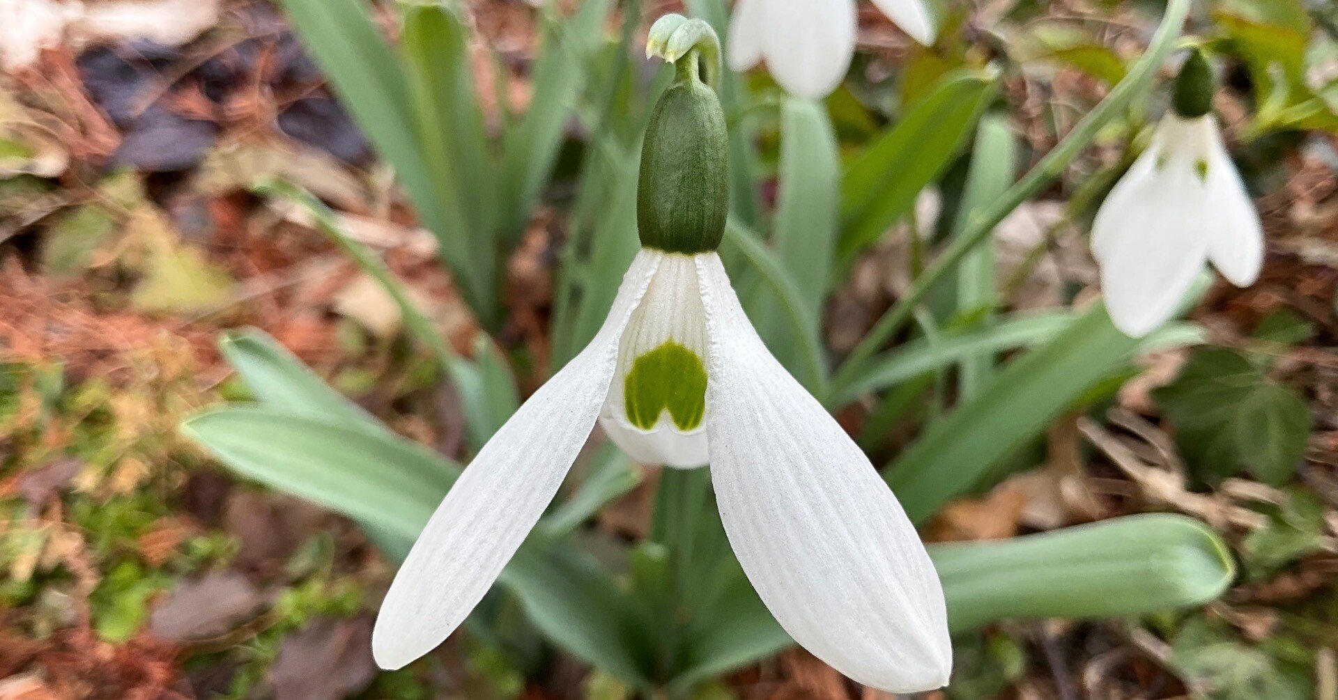 スノードロップ（京都府立植物園）：2026年1月22日（木）｜藤井秀昭