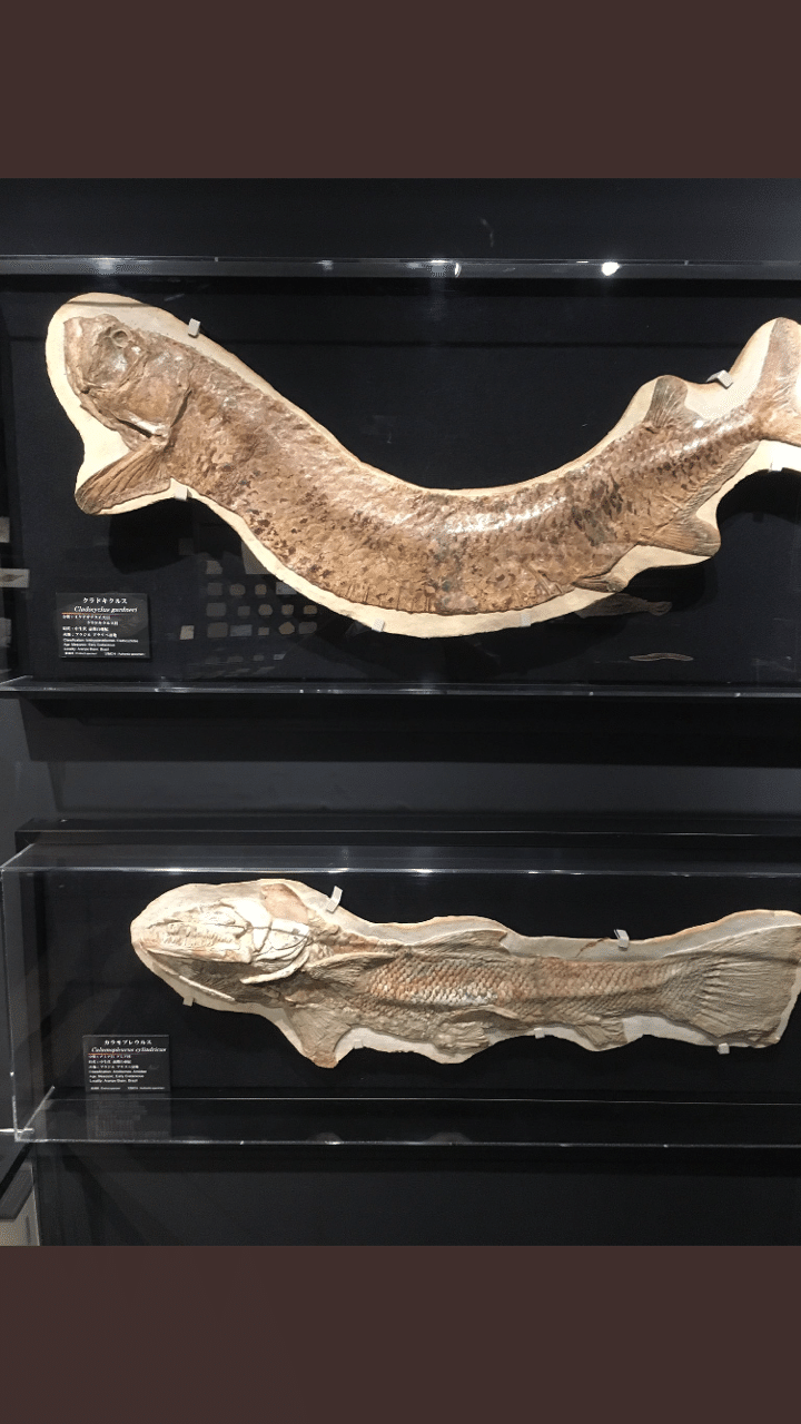 魚化石 カラモプレウルス 【激レア】 古生物紹介】カラモプレウルス