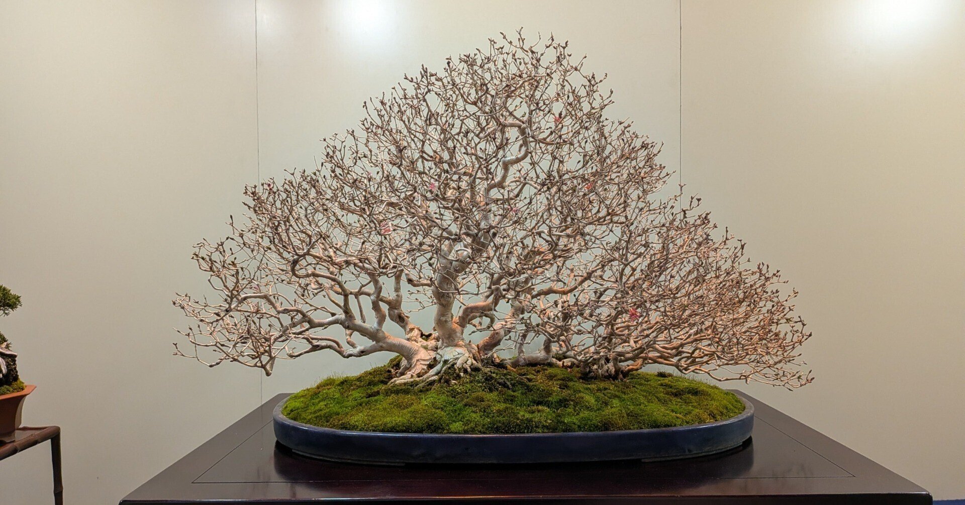 国風盆栽展に行ってきました🌳｜りくでもあざらし