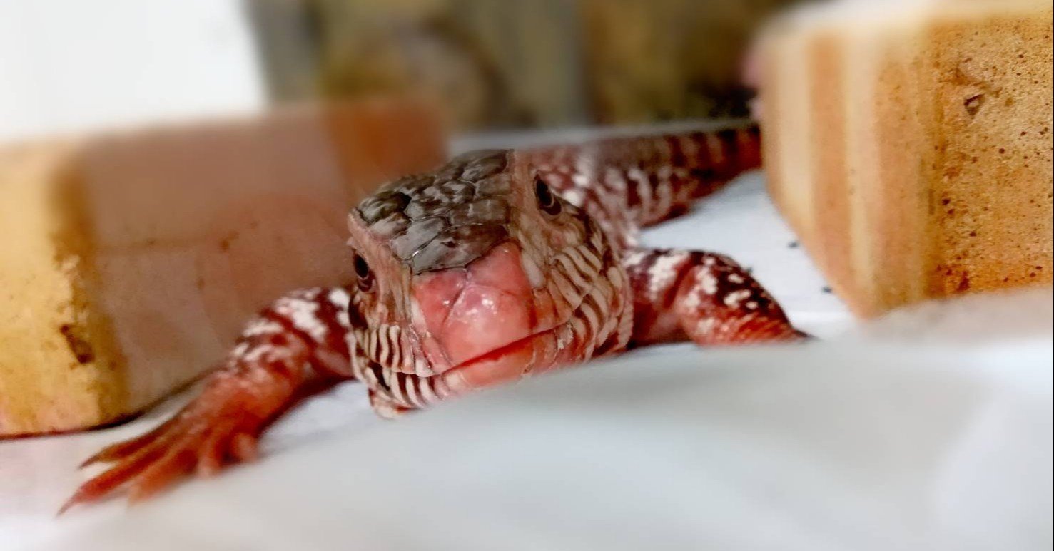 ペット】龍匠さんのオーダーケージが届きました【爬虫類】｜すーちゃん