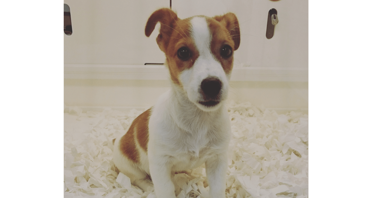 ジャックラッセルテリアという犬｜新名徹郎にいなチャンネル