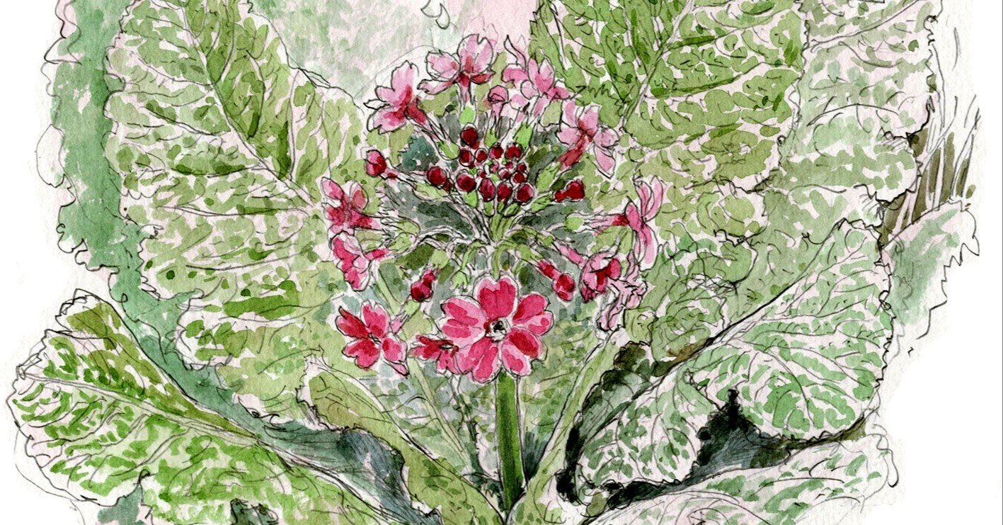 九輪草（クリンソウ）咲く山の水路、スケッチの思い出｜大内正伸