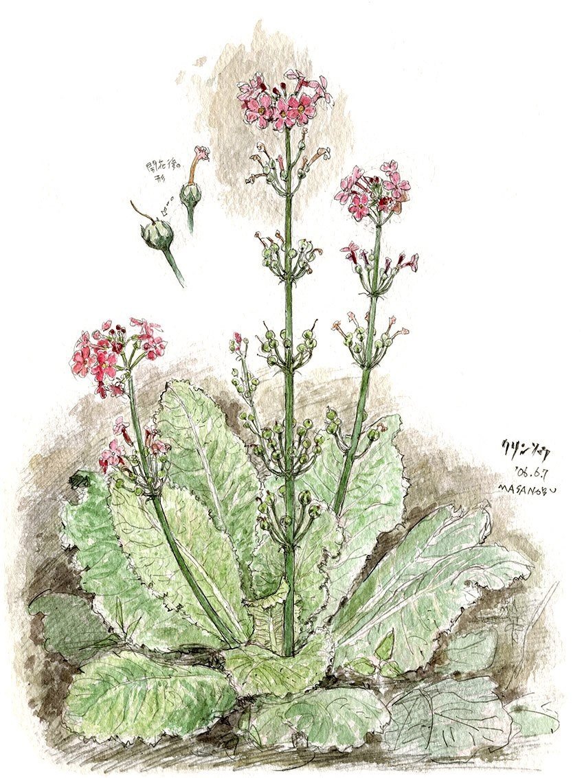 九輪草（クリンソウ）咲く山の水路、スケッチの思い出｜大内正伸