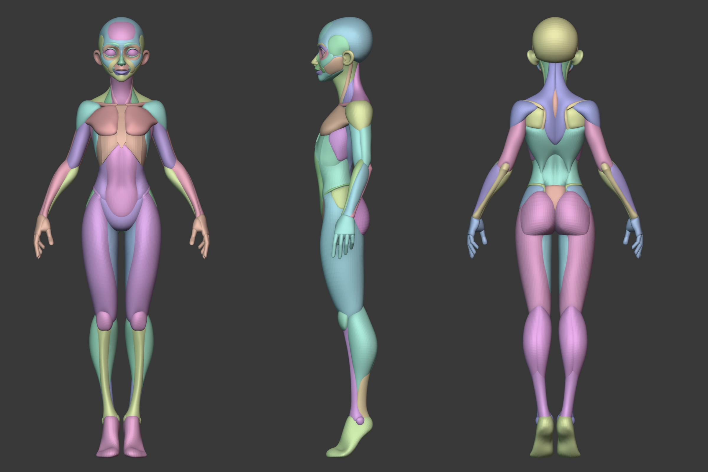 Stylized Female Anatomy - Superhive (formerly Blender Market)