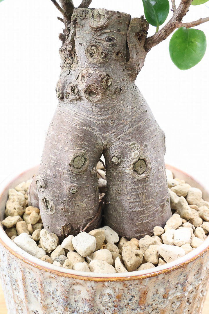 ガジュマルIV61212| 観葉植物の通信販売 | APEGO(アペーゴ)