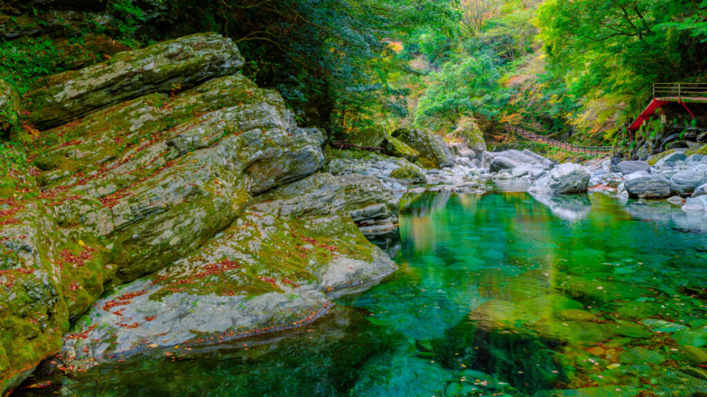 yasui-autumn-thumbnail-